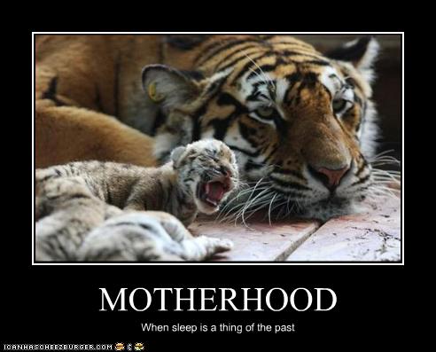 funny-pictures-mom-tiger-does-not-sleep